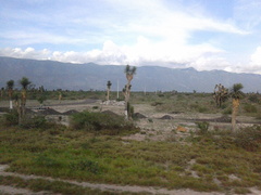 Yucca decipiens