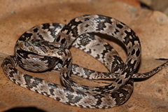 Trimorphodon biscutatus