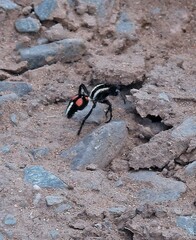 Traumatomutilla centralis