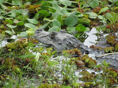 Caiman latirostris