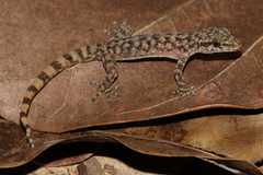 Phyllodactylus