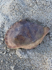 Metacarcinus anthonyi