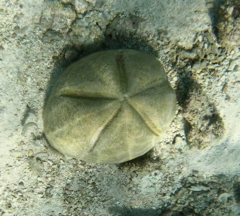 Spatangoida