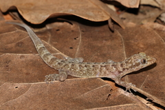 Phyllodactylus