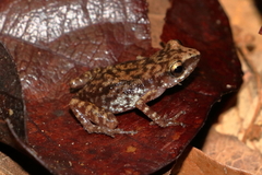 Eleutherodactylus modestus