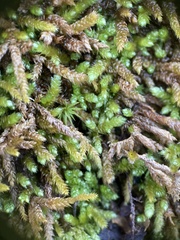 Bryoandersonia