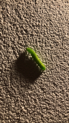 Phlogophora meticulosa