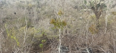 Phoradendron berteroanum