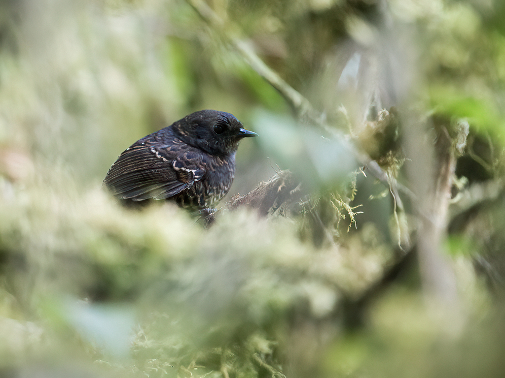Junin Tapaculo photo