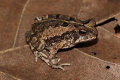Incilius marmoreus