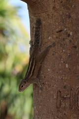 Funambulus palmarum