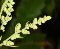 Chenopodium foggii