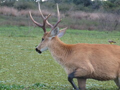 Blastocerus dichotomus