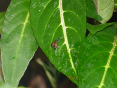 Ovachlamys fulgens