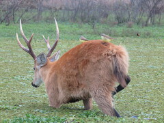 Blastocerus dichotomus