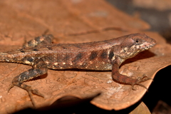 Sceloporus utiformis