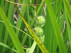 Sparganium eurycarpum