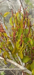Phoradendron berteroanum