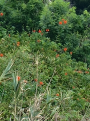 Tecoma capensis image