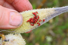 Oncopeltus fasciatus
