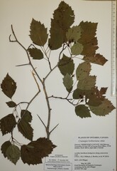 Crataegus holmesiana