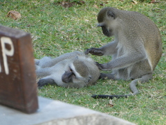 Chlorocebus pygerythrus