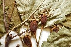 Crataegus holmesiana