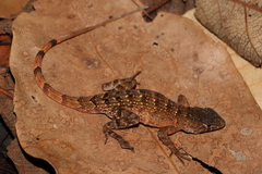 Sceloporus utiformis