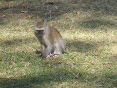 Chlorocebus pygerythrus