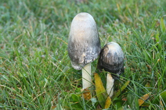 Coprinus comatus