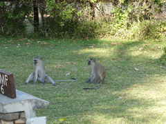 Chlorocebus pygerythrus