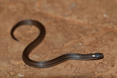 Tantilla