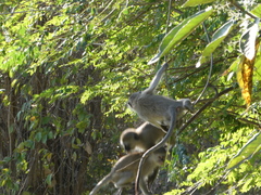 Chlorocebus pygerythrus