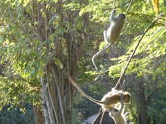 Chlorocebus pygerythrus