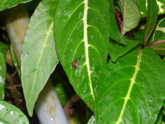 Ovachlamys fulgens