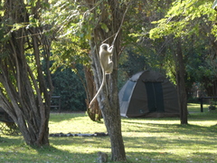 Chlorocebus pygerythrus