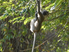 Chlorocebus pygerythrus