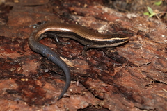 Plestiodon callicephalus