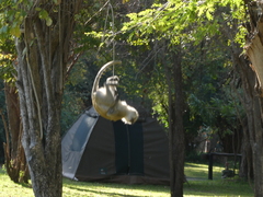 Chlorocebus pygerythrus