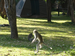 Chlorocebus pygerythrus