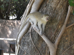 Chlorocebus pygerythrus