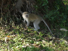 Chlorocebus pygerythrus