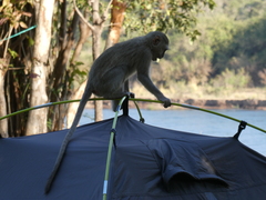 Chlorocebus pygerythrus