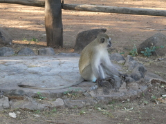 Chlorocebus pygerythrus