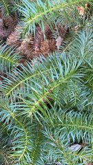 Cunninghamia lanceolata