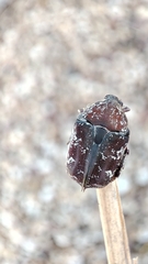 Protaetia fusca