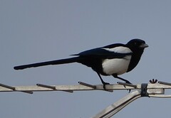 Pica pica