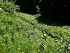 Erigeron pulchellus pulchellus