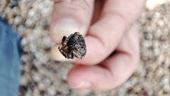 Protaetia fusca