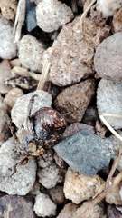 Protaetia fusca